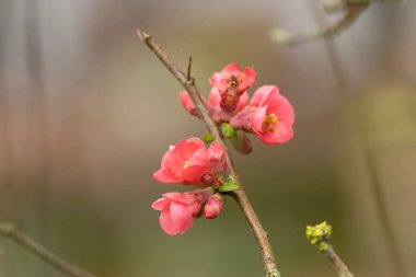 Japon süs çiçeği Quince Chaenomeles japonica yakın görüşte