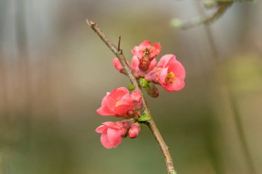 Japon süs çiçeği Quince Chaenomeles japonica yakın görüşte