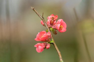 Japon süs çiçeği Quince Chaenomeles japonica yakın görüşte