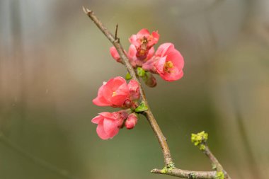 Japon süs çiçeği Quince Chaenomeles japonica yakın görüşte