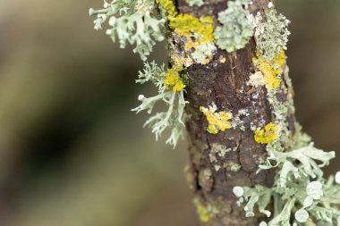 Lichen Xanthoria parietina ve ölü dal üzerindeki diğer lichens
