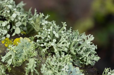 Lichen Xanthoria parietina ve ölü dal üzerindeki diğer lichens