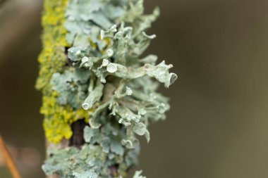 Lichen Xanthoria parietina ve ölü dal üzerindeki diğer lichens