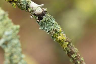 Lichen Xanthoria parietina ve ölü dal üzerindeki diğer lichens