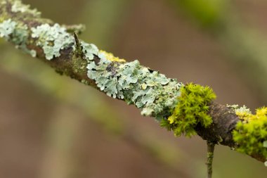 Lichen Xanthoria parietina ve ölü dal üzerindeki diğer lichens