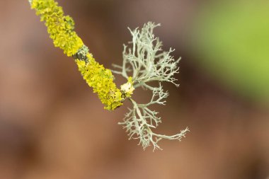 Lichen Xanthoria parietina ve ölü dal üzerindeki diğer lichens