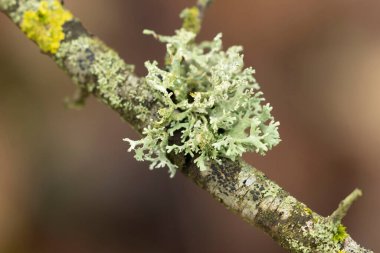 Lichen Xanthoria parietina ve ölü dal üzerindeki diğer lichens