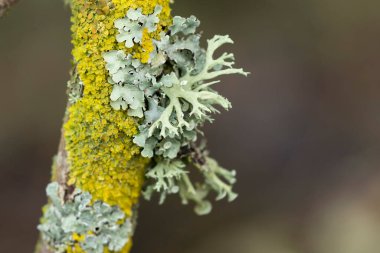 Lichen Xanthoria parietina ve ölü dal üzerindeki diğer lichens