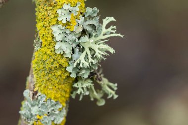 Lichen Xanthoria parietina ve ölü dal üzerindeki diğer lichens