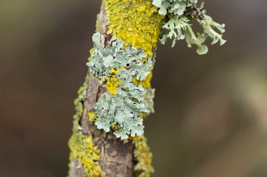 Lichen Xanthoria parietina ve ölü dal üzerindeki diğer lichens