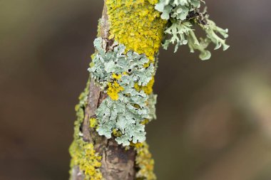 Lichen Xanthoria parietina ve ölü dal üzerindeki diğer lichens
