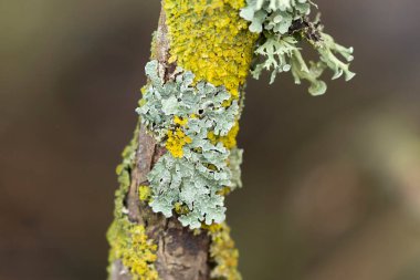 Lichen Xanthoria parietina ve ölü dal üzerindeki diğer lichens