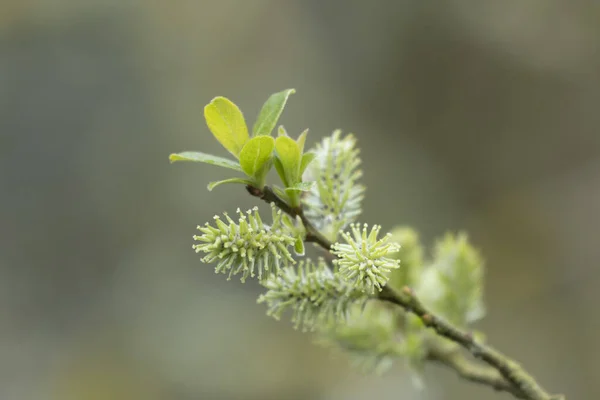 Willow Hazelnut Catkins Early March — Stock Photo, Image