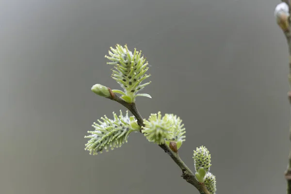 Willow Hazelnut Catkins Early March — Stock Photo, Image