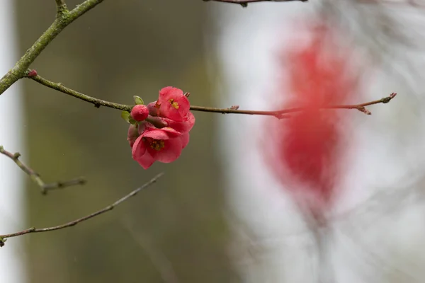 Άνθος Από Διακοσμητικά Ιαπωνικά Κυδώνι Chaenomeles Japonica Κοντινή Απόσταση — Φωτογραφία Αρχείου
