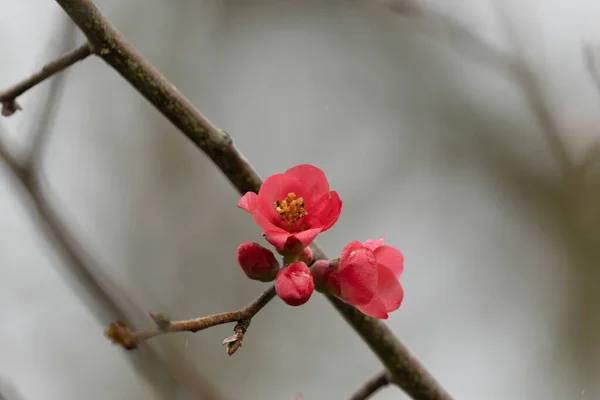 Flor Quince Japonés Ornamental Chaenomeles Japonica Estrecha Vista — Foto de Stock