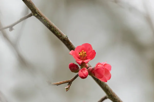 Květ Ozdobných Japonských Quince Chaenomeles Japonica Zblízka — Stock fotografie