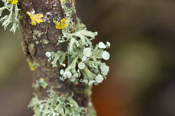Lichen Xanthoria Parietina Other Lichens Dead Branch — Stock Photo, Image