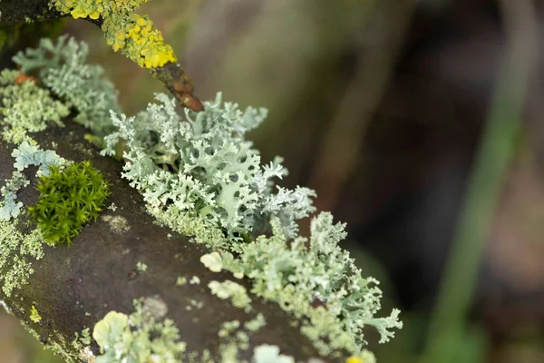 Lichen Xanthoria Parietina Otros Líquenes Rama Muerta —  Fotos de Stock