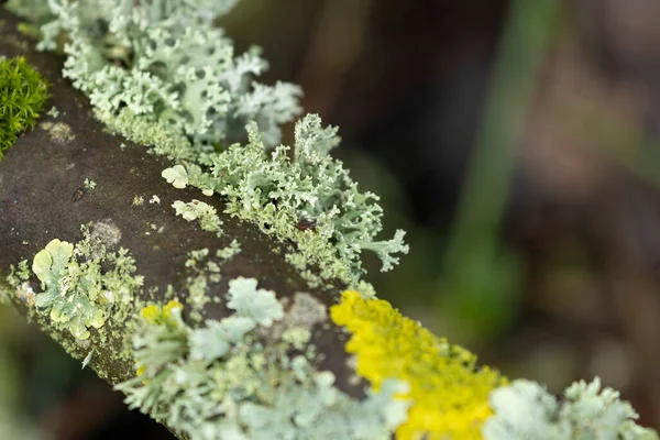 Lichen Xanthoria Parietina Και Άλλες Λειχήνες Νεκρό Κλαδί — Φωτογραφία Αρχείου
