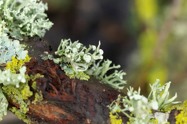 Lichen Xanthoria Parietina Otros Líquenes Rama Muerta —  Fotos de Stock