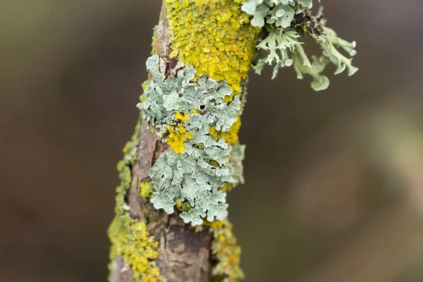 Lichen Xanthoria parietina ve ölü dal üzerindeki diğer lichens