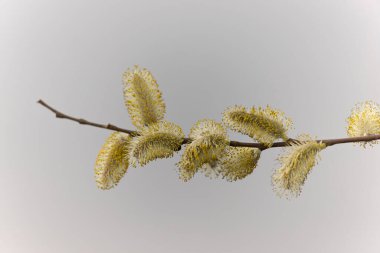 Willow Catkins Mart başında