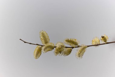 Willow Catkins Mart başında