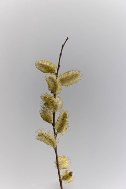 Willow Catkins Mart başında