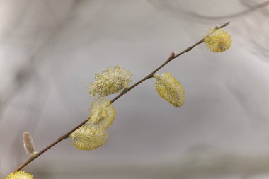 Willow Catkins Mart başında