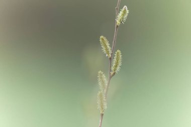 Willow Catkins Mart başında