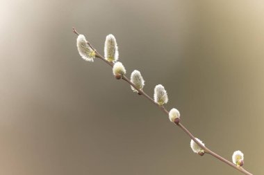 Willow Catkins Mart başında