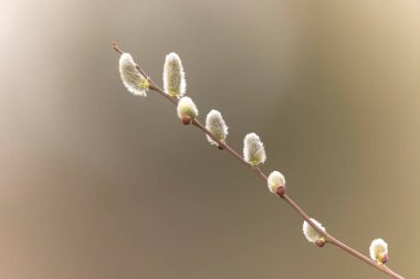 Willow Catkins Mart başında