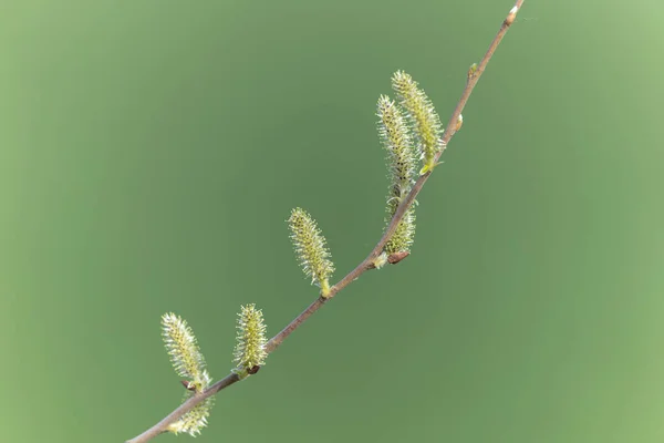 Willow Catkins Early March — Stock Photo, Image