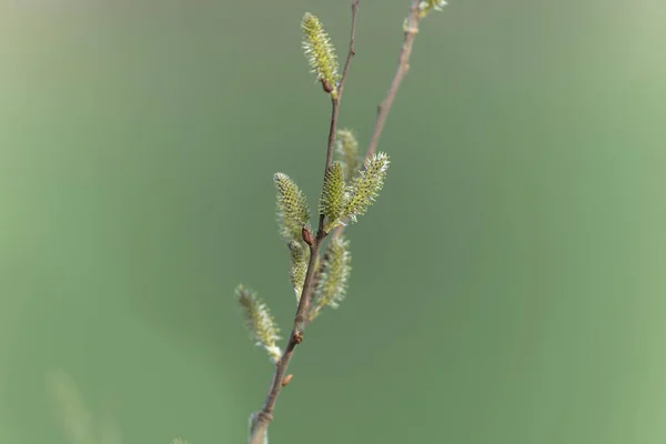 Weidenkätzchen Anfang März — Stockfoto