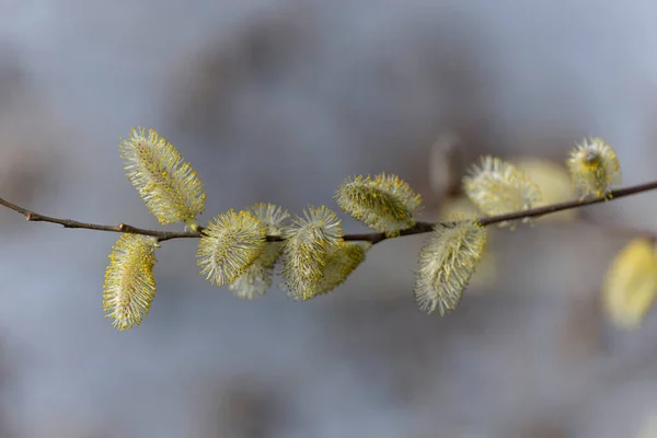Weidenkätzchen Anfang März — Stockfoto