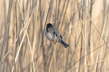 Reed Bunting Emeberiza schoeniclus sazlığa tünedi