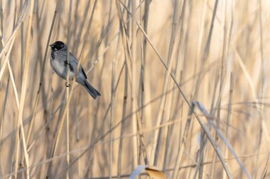 Reed Bunting Emeberiza schoeniclus sazlığa tünedi