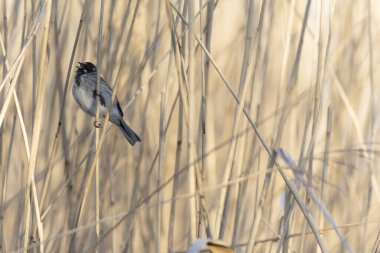 Reed Bunting Emeberiza schoeniclus sazlığa tünedi