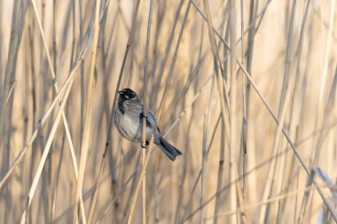 Reed Bunting Emeberiza schoeniclus sazlığa tünedi