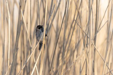 Reed Bunting Emeberiza schoeniclus sazlığa tünedi