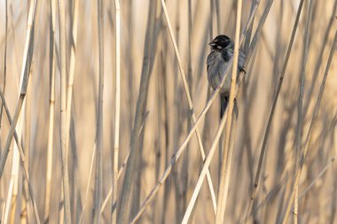 Reed Bunting Emeberiza schoeniclus sazlığa tünedi