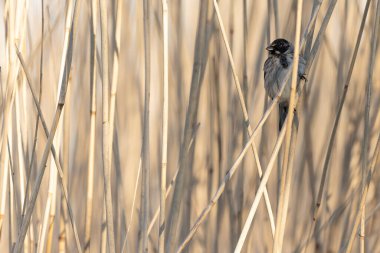 Reed Bunting Emeberiza schoeniclus sazlığa tünedi