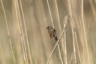 Reed Bunting Emeberiza schoeniclus sazlığa tünedi