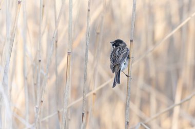 Reed Bunting Emeberiza schoeniclus sazlığa tünedi