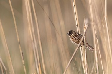 Reed Bunting Emeberiza schoeniclus sazlığa tünedi