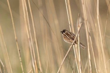 Reed Bunting Emeberiza schoeniclus sazlığa tünedi