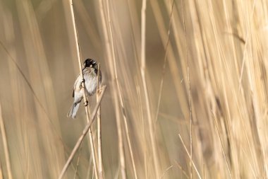 Reed Bunting Emeberiza schoeniclus sazlığa tünedi