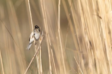 Reed Bunting Emeberiza schoeniclus sazlığa tünedi