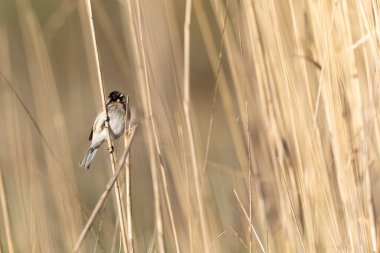 Reed Bunting Emeberiza schoeniclus sazlığa tünedi
